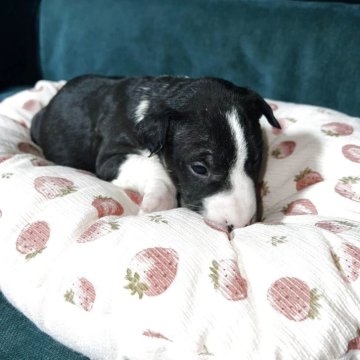 ミニチュアブルテリア【福島県・女の子・2025年9月18日・ブラック&ホワイト】の写真「元気いっぱい活発な女の子」