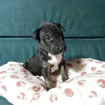 ミニチュアブルテリア【福島県・女の子・2025年9月18日・ブラック&ホワイト】の写真「足の毛色がトラ柄で可愛い子」