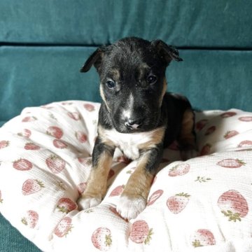 ミニチュアブルテリア【福島県・女の子・2025年9月18日・ブラック&ホワイト】の写真「ブラック多めが特徴的で可愛い女の子」