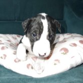 ミニチュアブルテリア