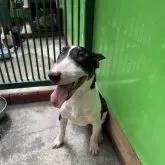 ミニチュアブルテリア【福島県・男の子・2023年9月18日・ブラックタン&ホワイト】の写真1「貫禄ばっちり一番大きい子。」