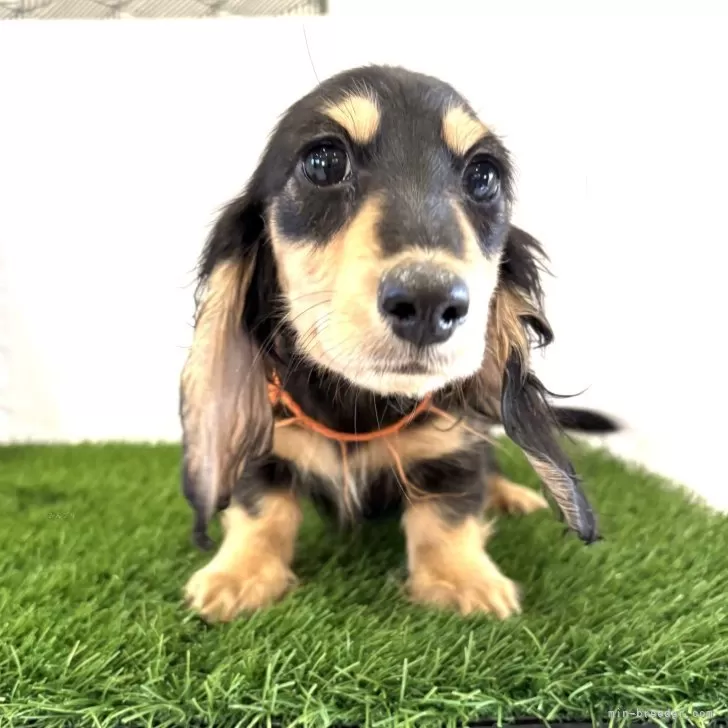 ID:2501-06034の子犬