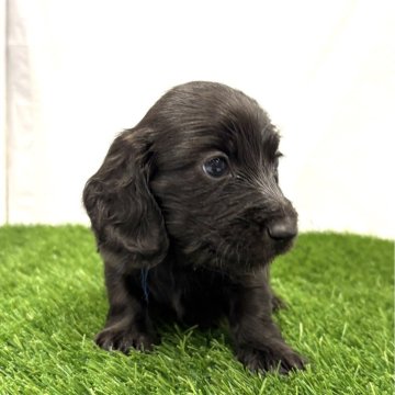 ミニチュアダックスフンド(ロング)【群馬県・男の子・2025年10月27日・ブラックソリッド】の写真「元気な男の子です😄(青リボン)」