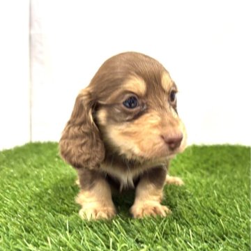 ミニチュアダックスフンド(ロング)【群馬県・男の子・2025年10月27日・チョコイエロー】の写真「元気な男の子です😄(水色)」