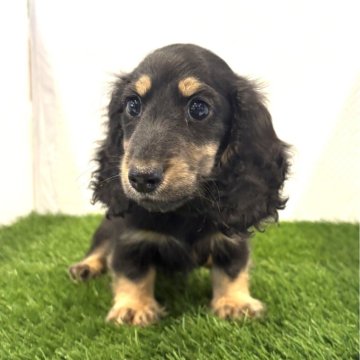 ミニチュアダックスフンド(ロング)【群馬県・男の子・2025年8月18日・ブラックイエロー】の写真「元気な男の子です❤️緑リボン)」