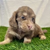 ミニチュアダックスフンド(ロング)