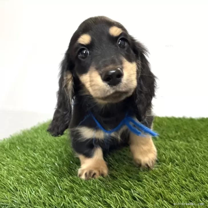 H.島 様のお迎えした子犬