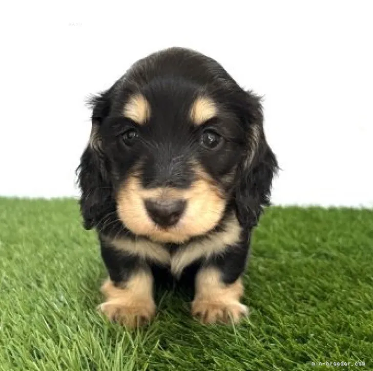 ID:2310-04929の子犬