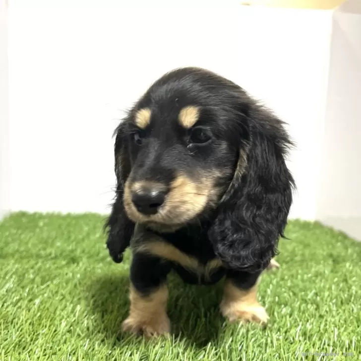 R.K 様のお迎えした子犬
