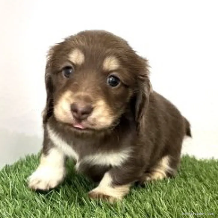 ID：2310-04930の子犬