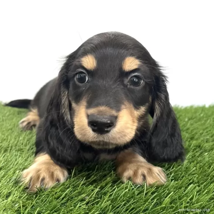 ID：2312-01513の子犬