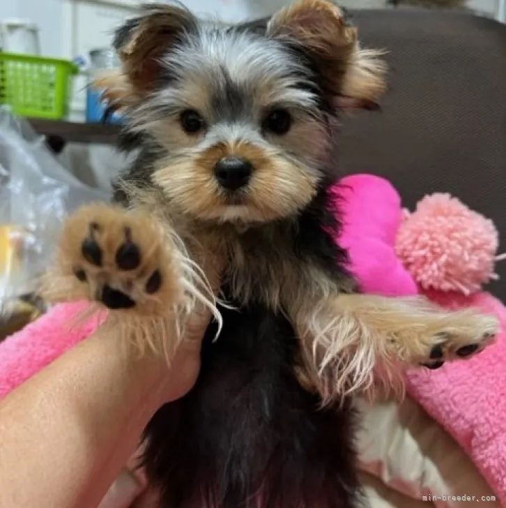 ID:2308-03853の子犬