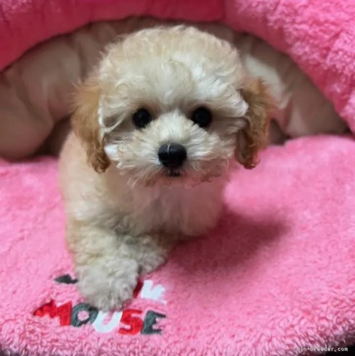 ID:2311-02871の子犬