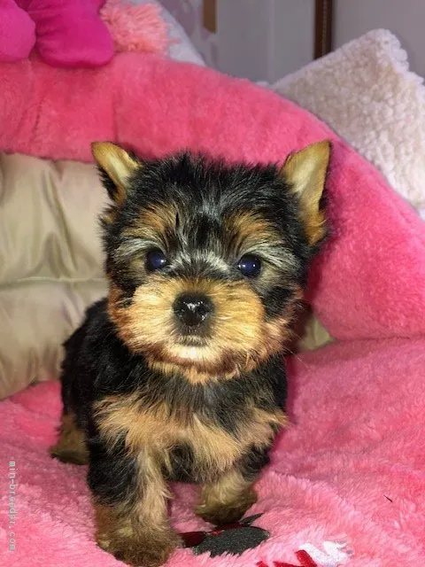 ID：2005-03577の子犬