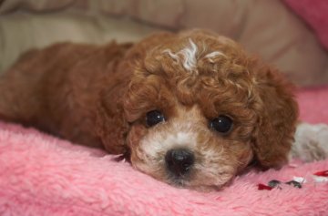 トイプードル(トイ)【沖縄県・男の子・2021年5月28日・レッド(ミスカラーです)】の写真「ミスっ子でも可愛いよ～💛」