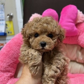 トイプードル(トイ)【沖縄県・女の子・2023年3月4日・レッド】の写真「フサフサ毛量で可愛い子です」
