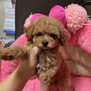 トイプードル(トイ)【沖縄県・女の子・2024年5月1日・レッド】の写真「お鼻短くて可愛い子です。」