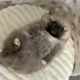 ポメラニアン【静岡県・女の子・2024年12月8日・オレンジセーブル】の写真9