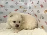 ポメラニアン【静岡県・男の子・2025年2月1日・クリーム】の写真11