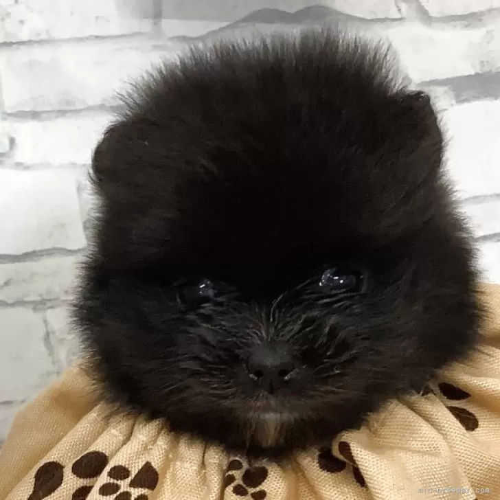 ID：2508-07841の子犬