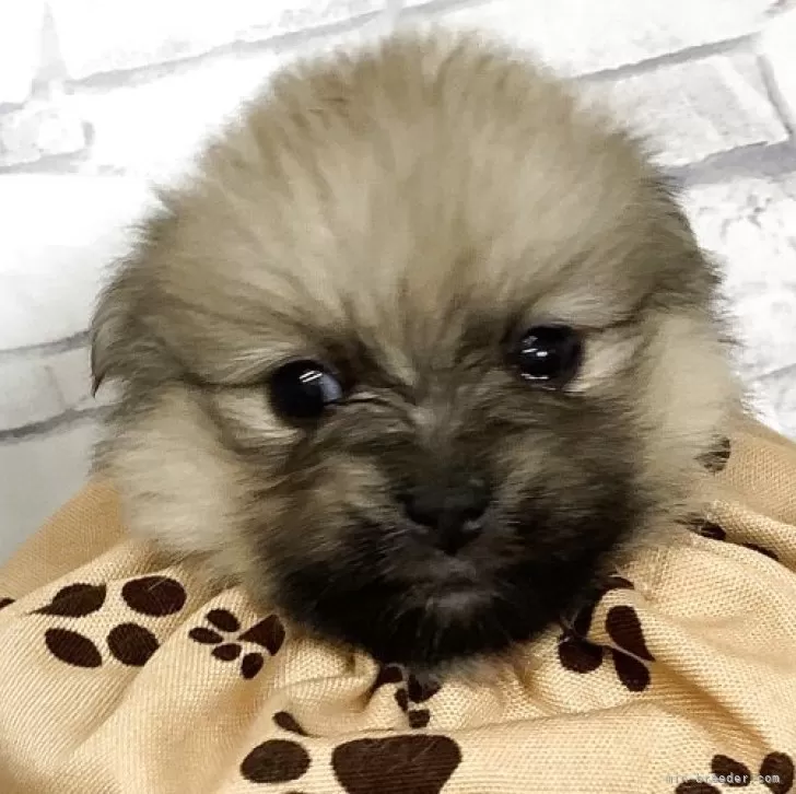 ID：2507-04111の子犬