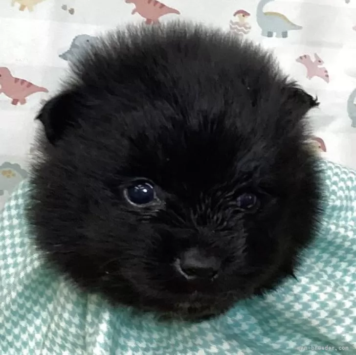 ID：2504-03150の子犬