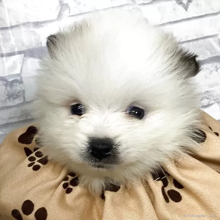 ぴーちゃん 様のお迎えした子犬