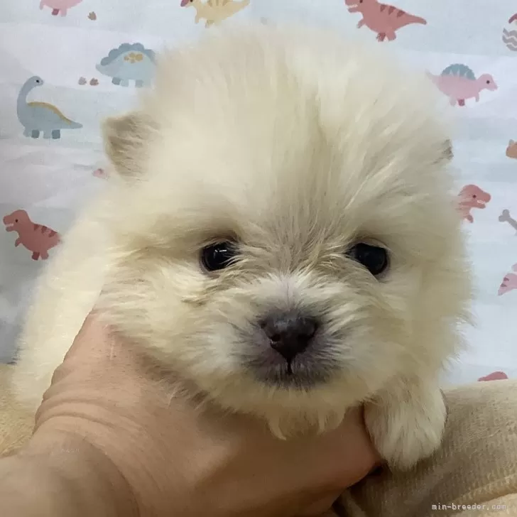 ID：2411-07091の子犬