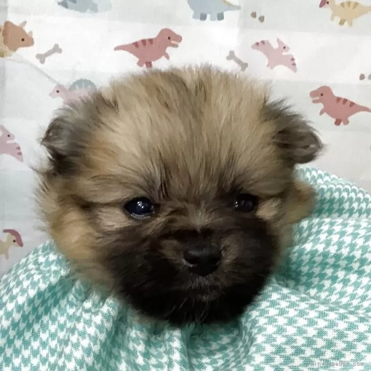 ID：2504-06584の子犬