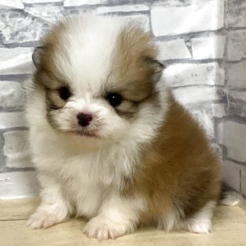 ポメラニアン【静岡県・女の子・2025年10月23日・パーティ】の写真「兄弟一小柄な女の子」