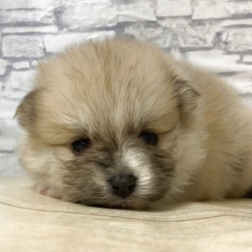 ポメラニアン【静岡県・女の子・2025年10月23日・パーティ】の写真「首輪みたいな模様の女の子」