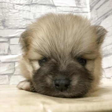 ポメラニアン【静岡県・男の子・2025年11月1日・オレンジ】の写真「凛々しいお顔の男の子」