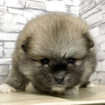 ポメラニアン【静岡県・女の子・2025年8月27日・オレンジ】の写真「好奇心旺盛なビックベイビー」