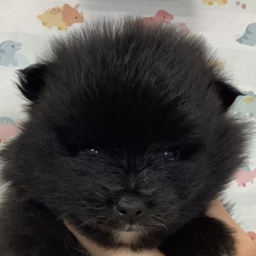 ポメラニアン【静岡県・男の子・2025年2月1日・ブラック】の写真「のんびり自由人な男の子」