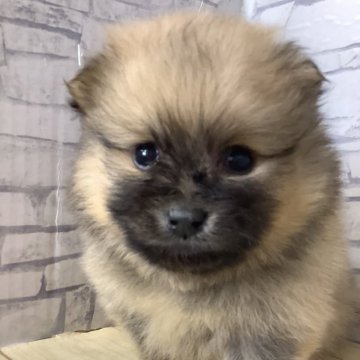 ポメラニアン【静岡県・女の子・2025年10月30日・オレンジセーブル】の写真「人懐っこい女の子です」