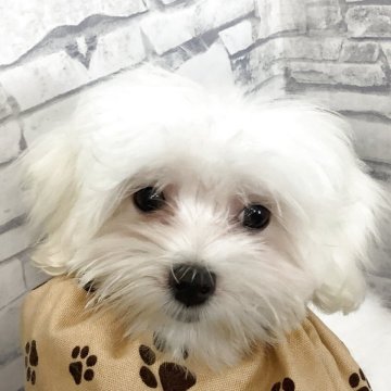 マルチーズ【静岡県・女の子・2025年6月15日・ホワイト】の写真「小柄で元気な女の子」