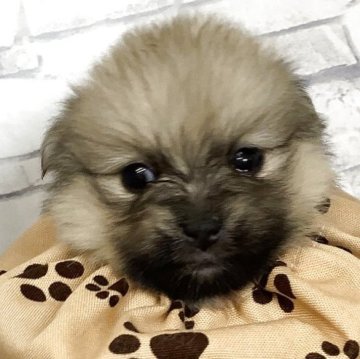 ポメラニアン【静岡県・女の子・2025年6月15日・オレンジセーブル】の写真「お喋り上手な女の子」