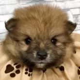 ポメラニアン