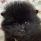ポメラニアン