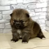ポメラニアン