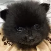 ポメラニアン