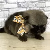 ポメラニアン