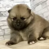 ポメラニアン
