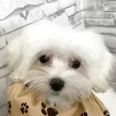 マルチーズ