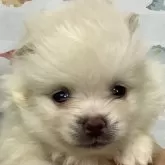 ポメラニアン【静岡県・男の子・2025年2月1日・クリーム】の写真1