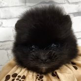 ポメラニアン