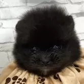 ポメラニアン