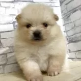 ポメラニアン
