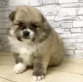 ポメラニアン