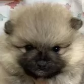 ポメラニアン【静岡県・女の子・2024年12月8日・オレンジセーブル】の写真1